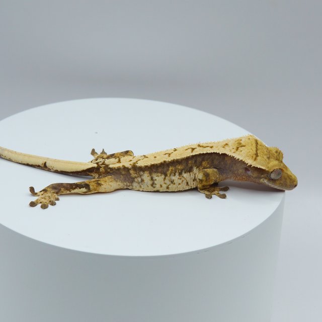 노멀 드리피 화이트스팟 쿼드