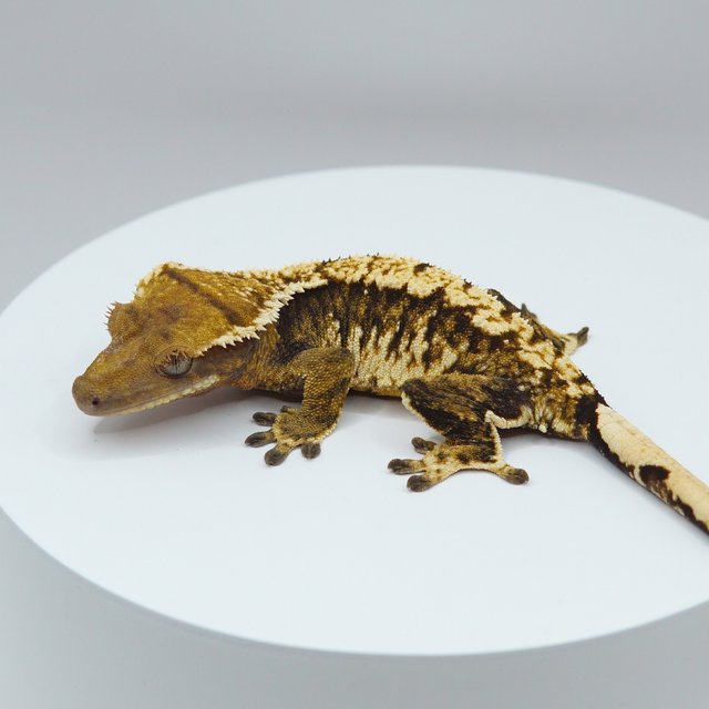 노멀 트라이 익스트림할리퀸