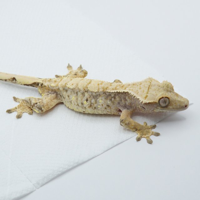 노멀 트라이 익스트림할리퀸 드리피 화이트스팟