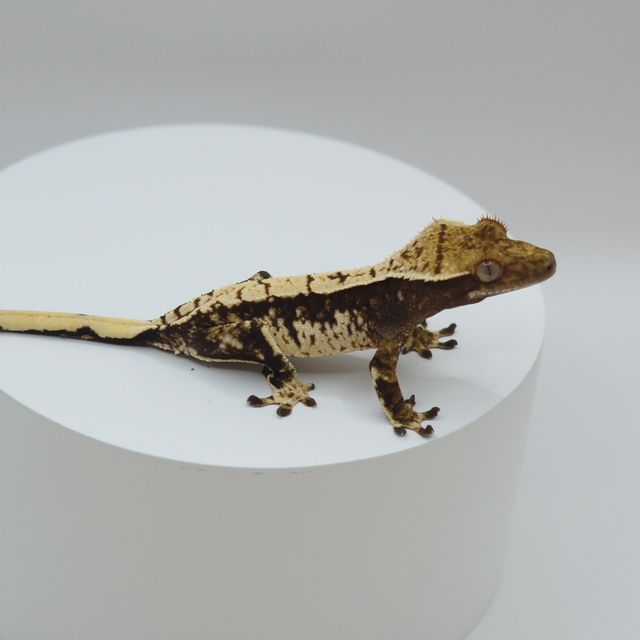 노멀 화이트스팟