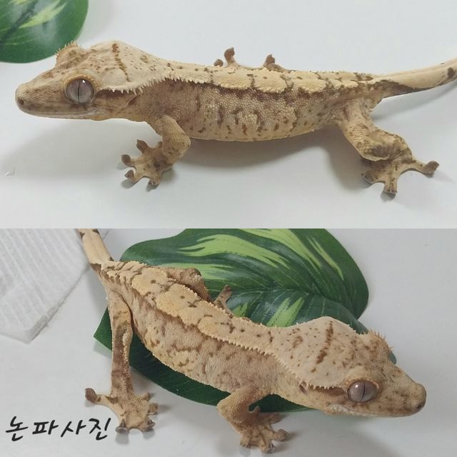 노멀 크림