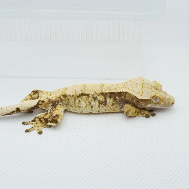 노멀 트라이 드리피 익스트림할리퀸