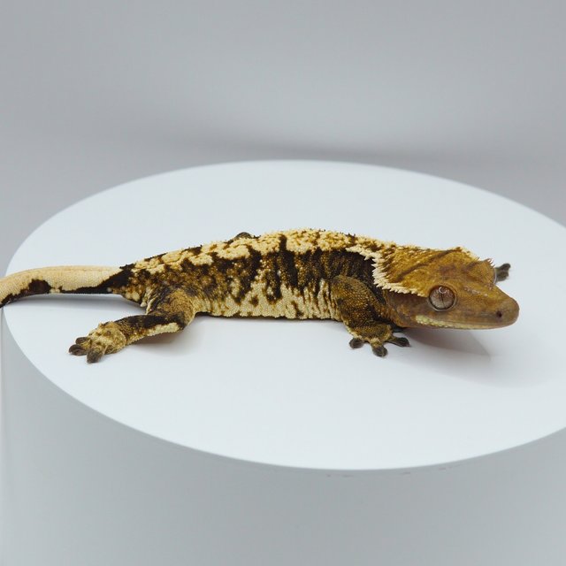 노멀 트라이 익스트림할리퀸