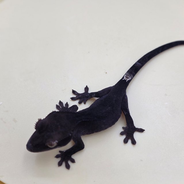 챠콜 팬텀 카푸치노