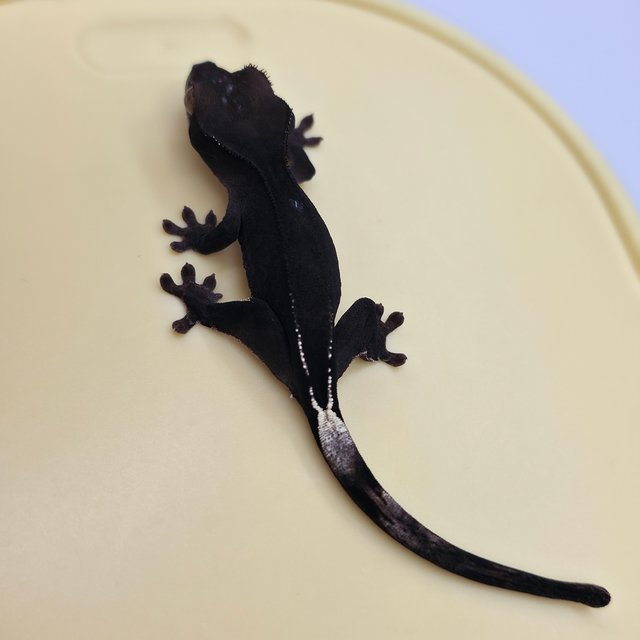 챠콜 팬텀 카푸치노