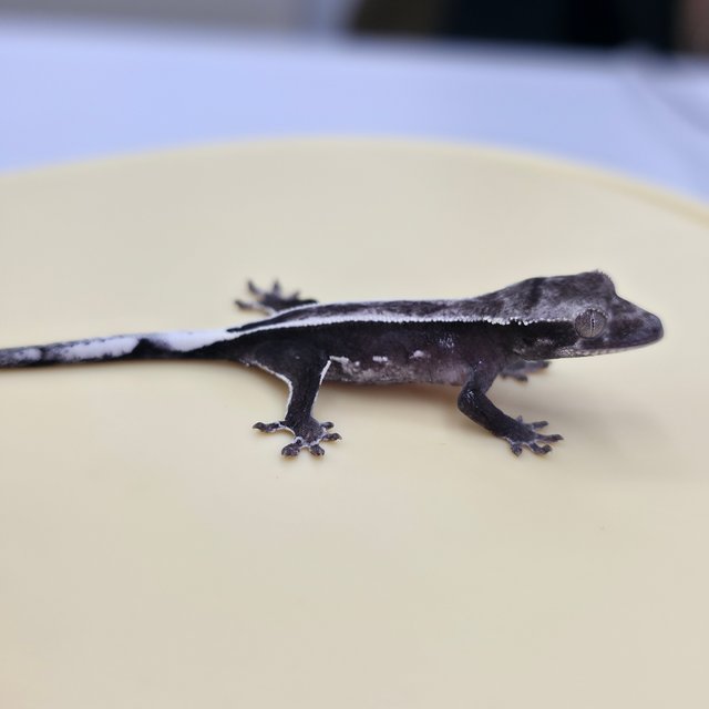 풀핀 쿼드 아잔틱