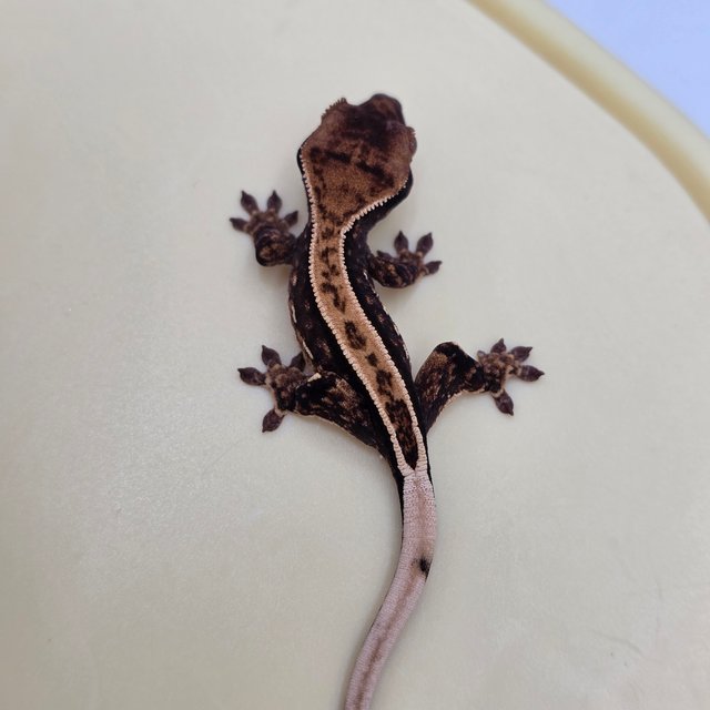 100%헷아잔틱 풀핀 쿼드