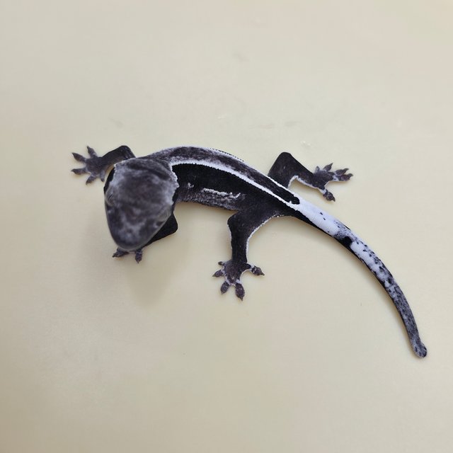 풀핀 쿼드 아잔틱