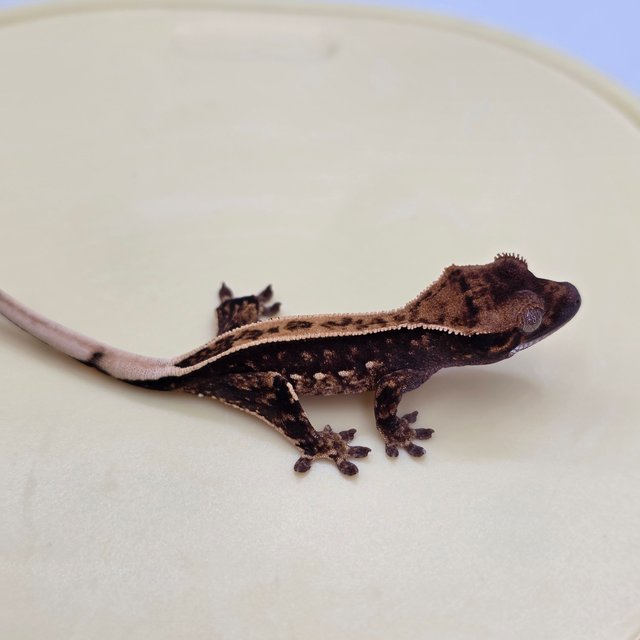 100%헷아잔틱 풀핀 쿼드