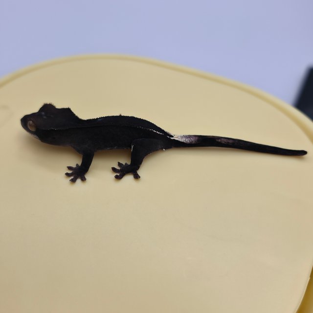 챠콜 팬텀 카푸치노