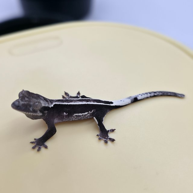 풀핀 쿼드 아잔틱