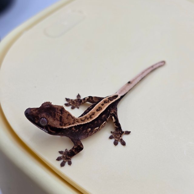 100%헷아잔틱 풀핀 쿼드