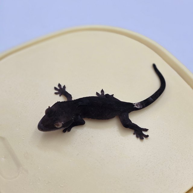 챠콜 팬텀 카푸치노