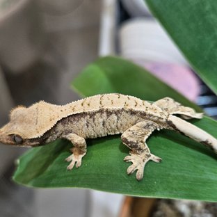 화이트스팟 화이트 드리피 트라이