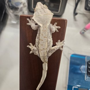 노멀 화이트스팟 화이트포트홀