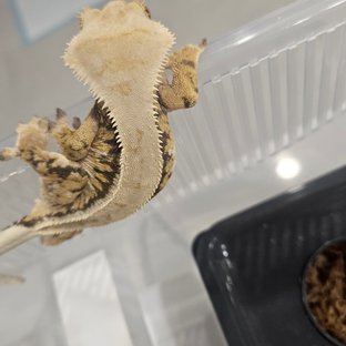 트라이 익스트림할리퀸 드리피 솔리드백 풀핀