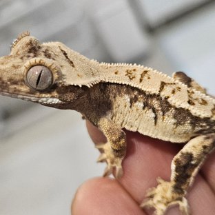 트라이 익스트림할리퀸 화이트스팟