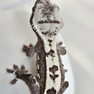 아잔틱