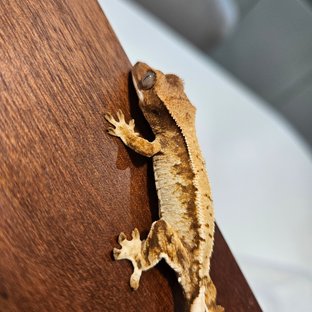 트라이 화이트스팟 드리피