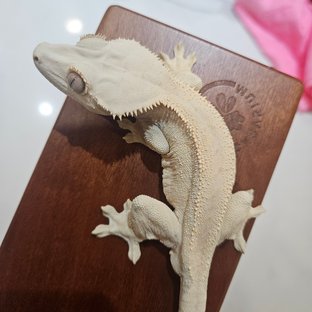 노멀 화이트스팟 드리피 화이트