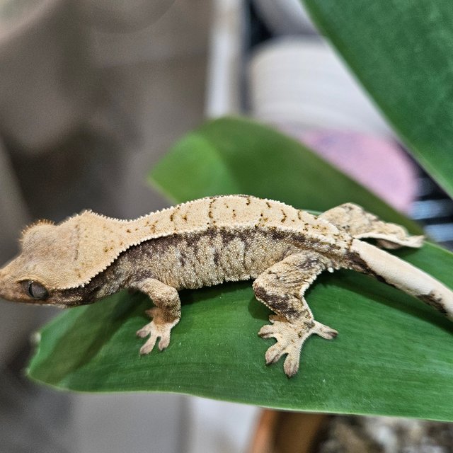 화이트스팟 화이트 드리피 트라이