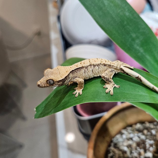 화이트스팟 화이트 드리피 트라이