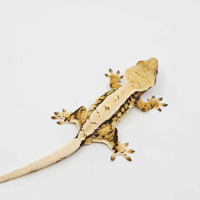 트라이 화이트스팟 화이트핀 솔리드백