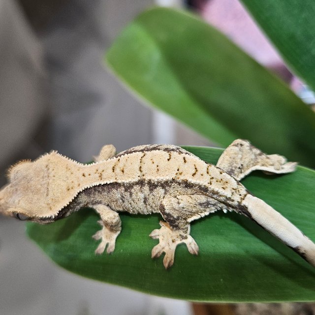 화이트스팟 화이트 드리피 트라이