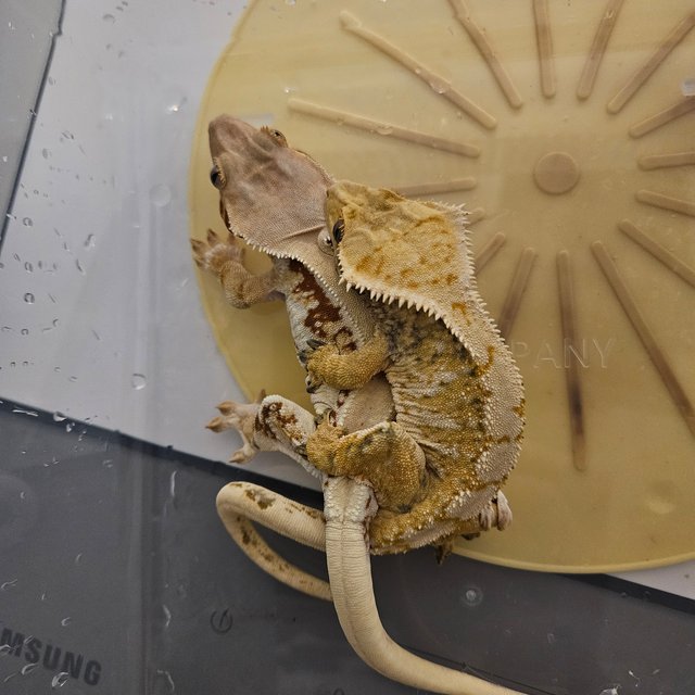 트라이 노멀 화이트스팟 드리피