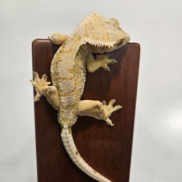 트라이 노멀 화이트스팟 드리피