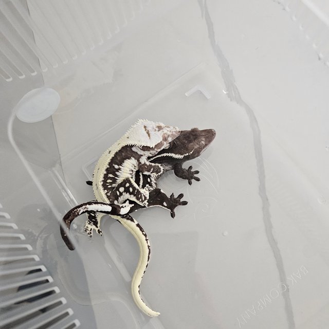 릴잔틱 솔리드백