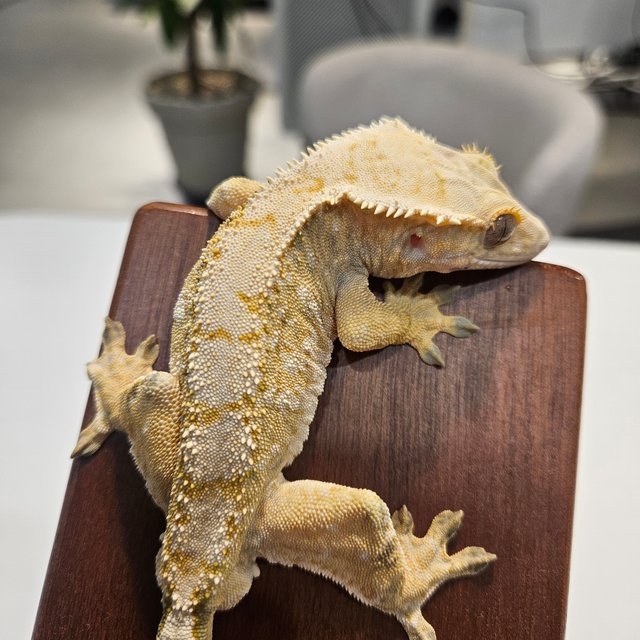 트라이 노멀 화이트스팟 드리피