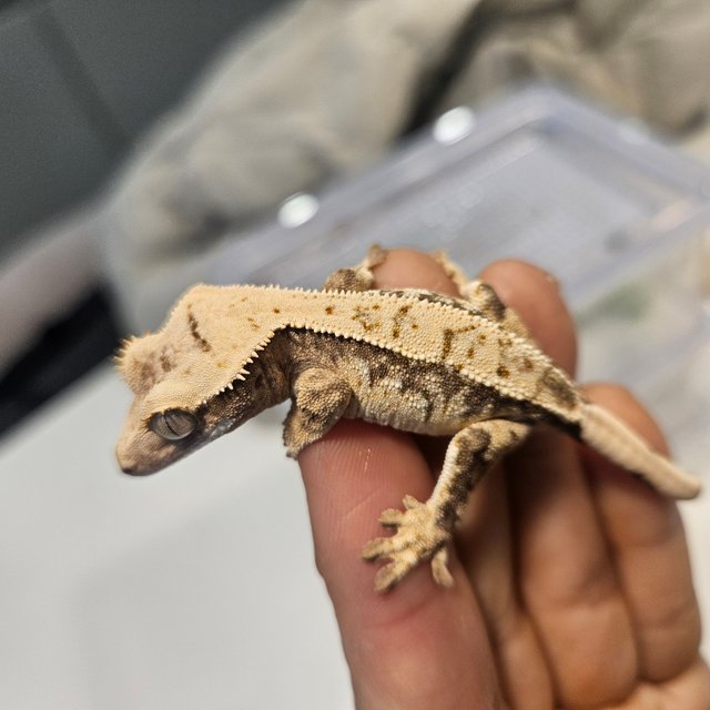 트라이 익스트림할리퀸 화이트스팟