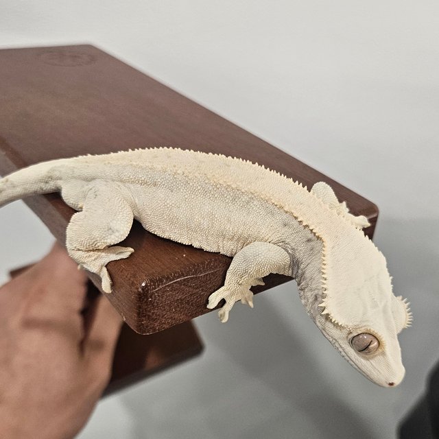 노멀 화이트스팟 드리피 화이트