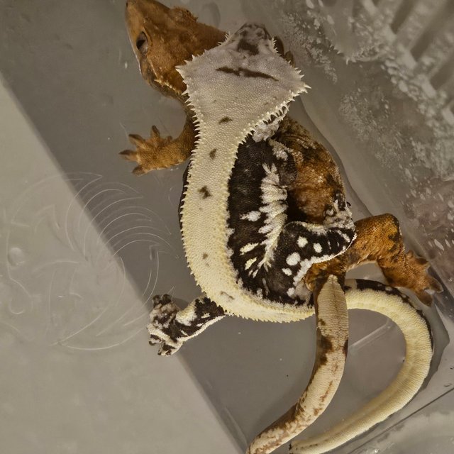 릴잔틱 솔리드백