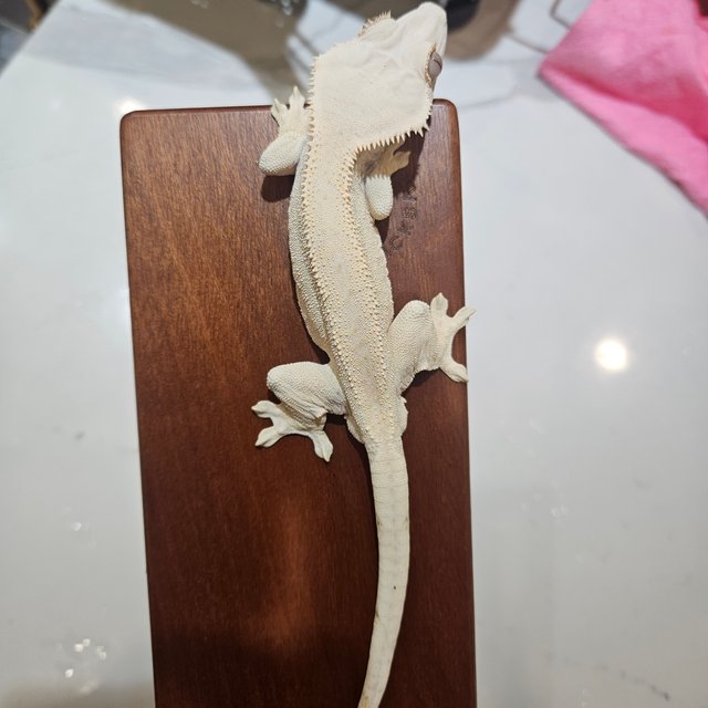 노멀 화이트스팟 드리피 화이트