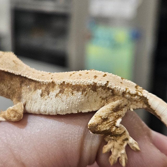 트라이 화이트스팟 드리피