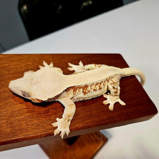 릴리화이트 레드