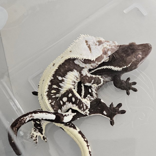 릴잔틱 솔리드백