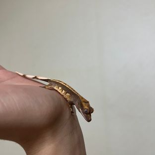 100%헷아잔틱 풀핀 엠티백