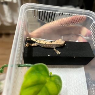 세이블