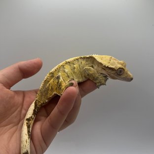 노멀 화이트스팟