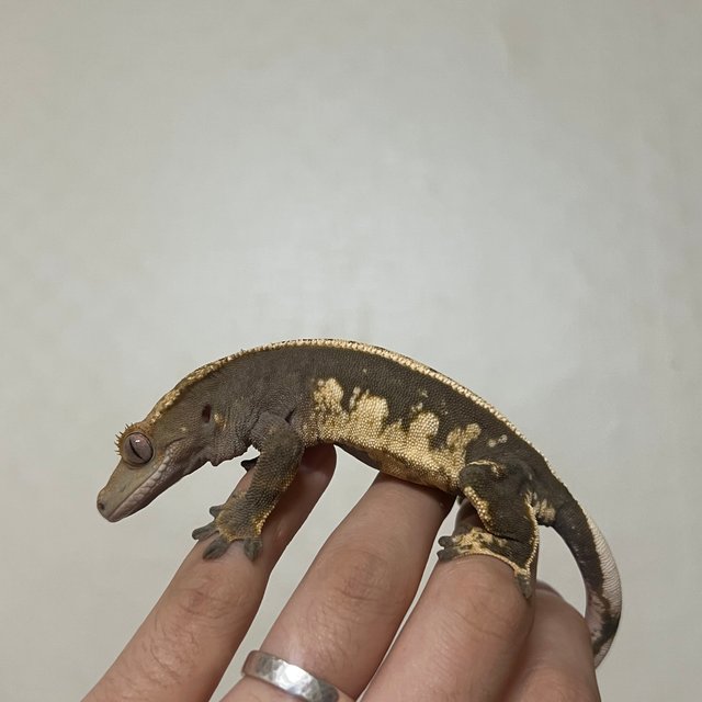 100%헷아잔틱 풀핀 엠티백