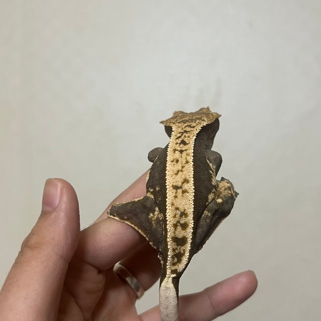 100%헷아잔틱 풀핀 엠티백