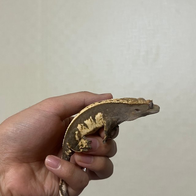 100%헷아잔틱 풀핀 엠티백