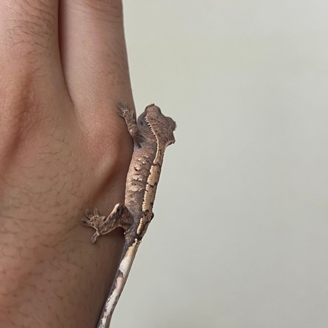 세이블 100%헷아잔틱