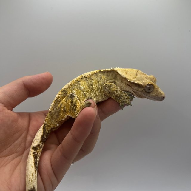 노멀 화이트스팟