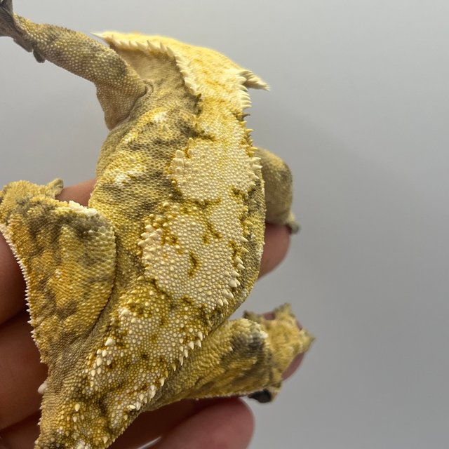 노멀 화이트스팟