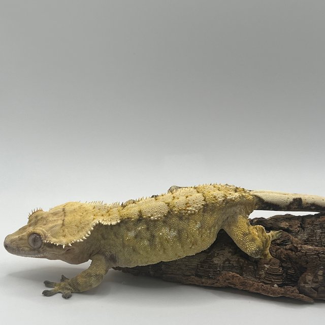 노멀 화이트스팟