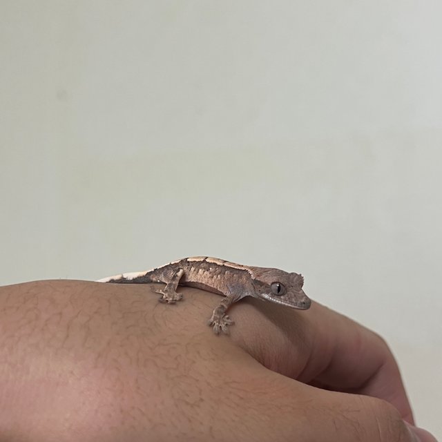 세이블 100%헷아잔틱